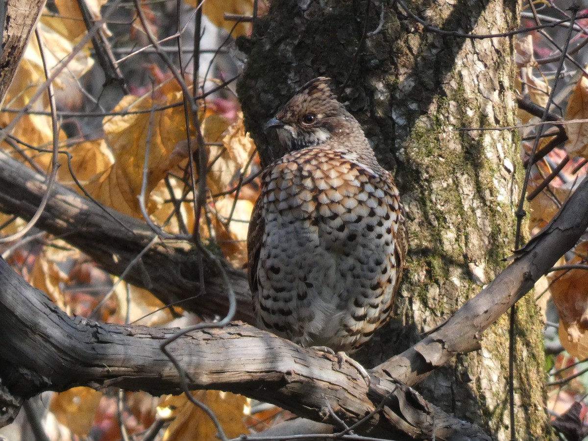 Hazel Grouse - ML644740661
