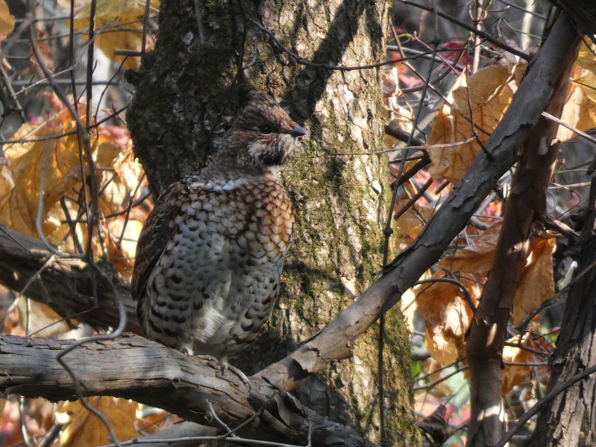 Hazel Grouse - ML644740662