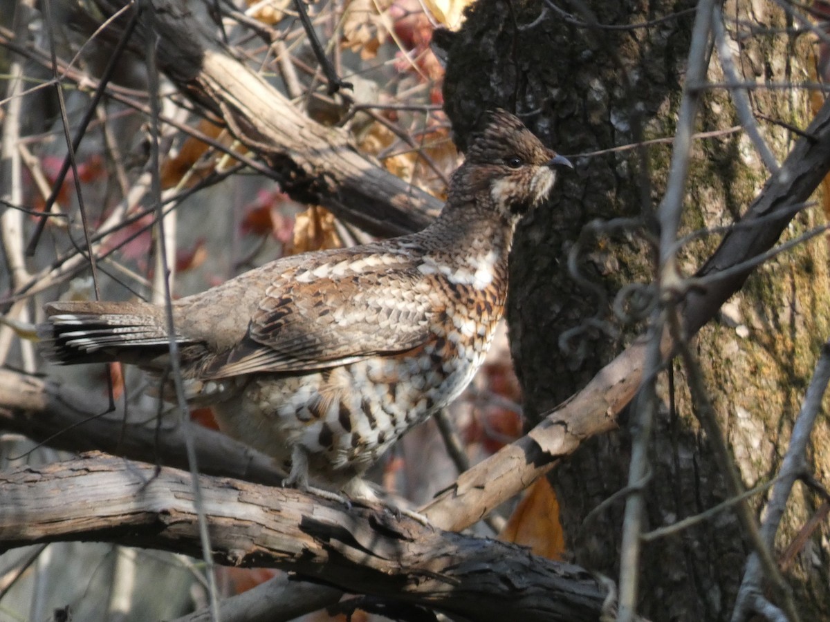 Hazel Grouse - ML644740693