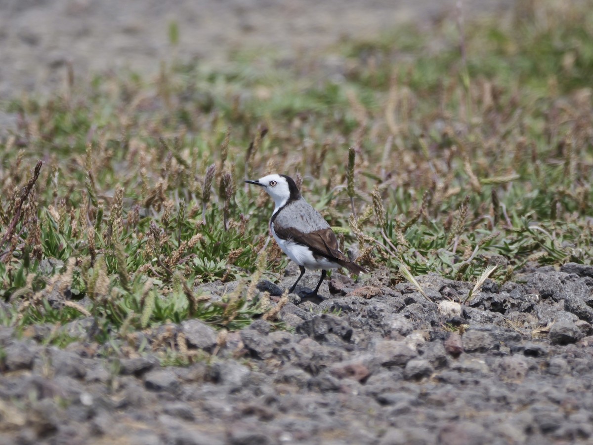 White-fronted Chat - ML644740703