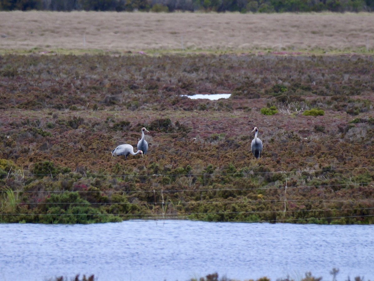 Brolga - ML644740720