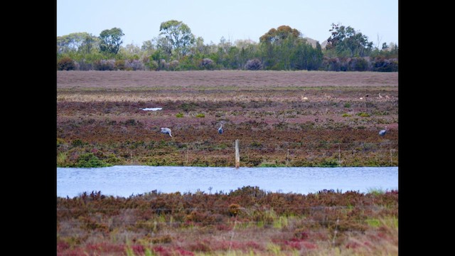 Brolga - ML644740721