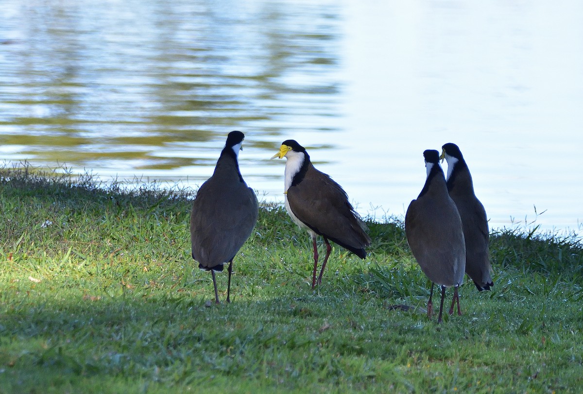 Masked Lapwing (Black-shouldered) - ML644740735