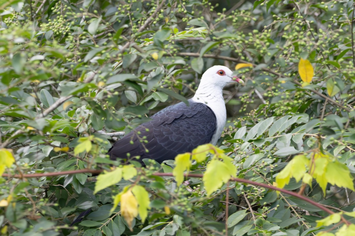 White-headed Pigeon - ML644740738