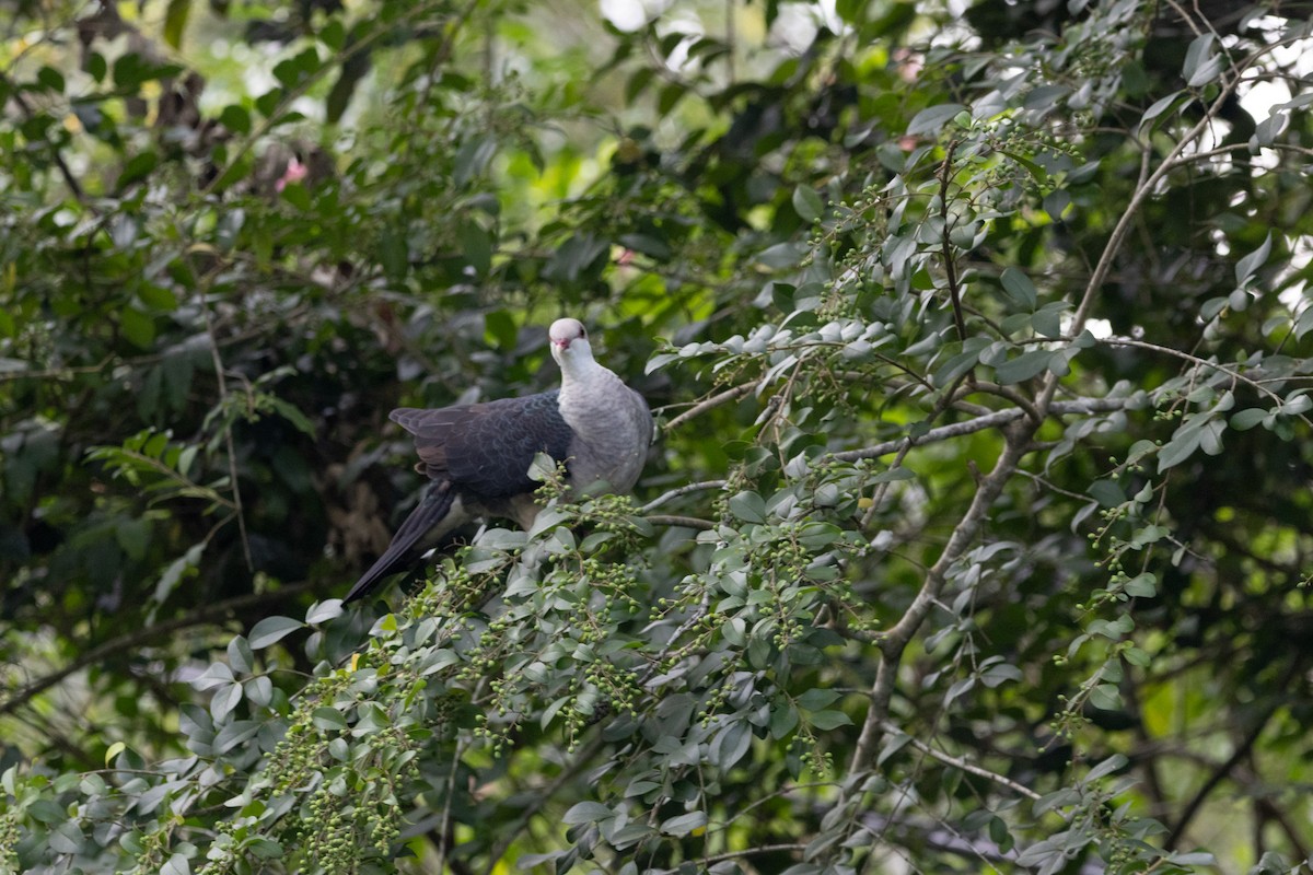 White-headed Pigeon - ML644740741