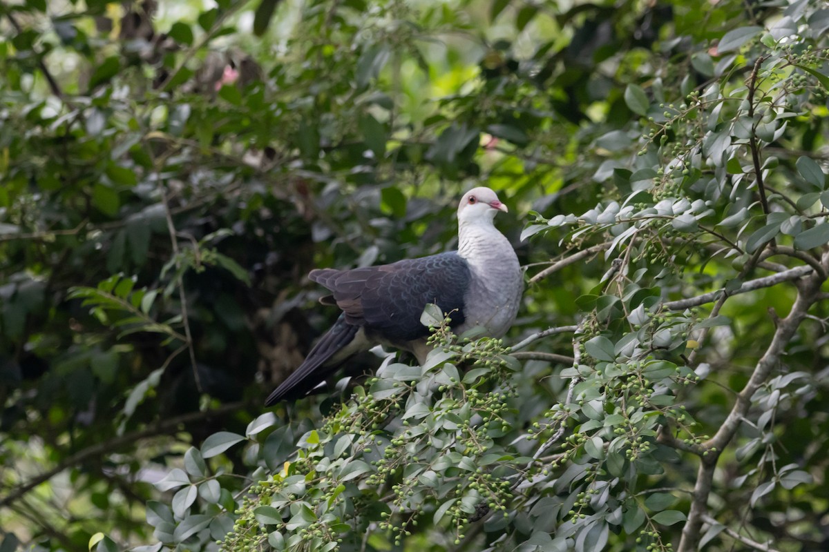 White-headed Pigeon - ML644740743