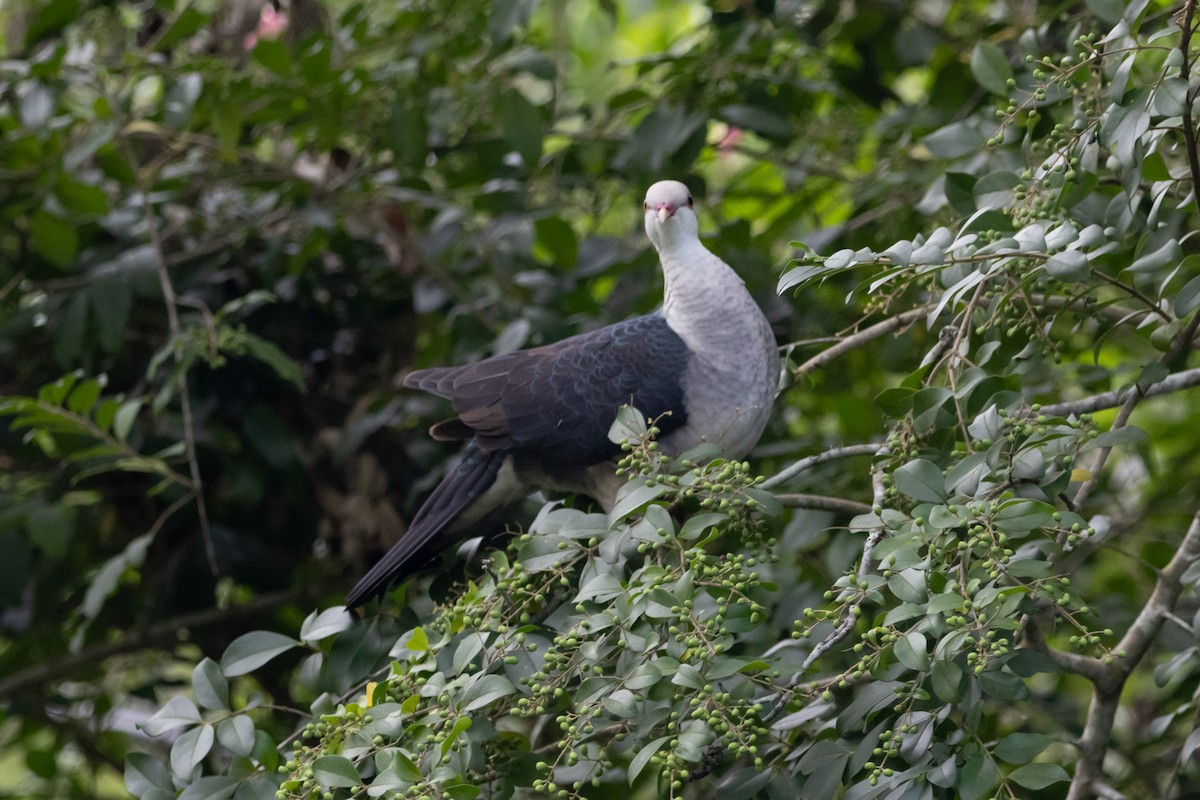 White-headed Pigeon - ML644740744