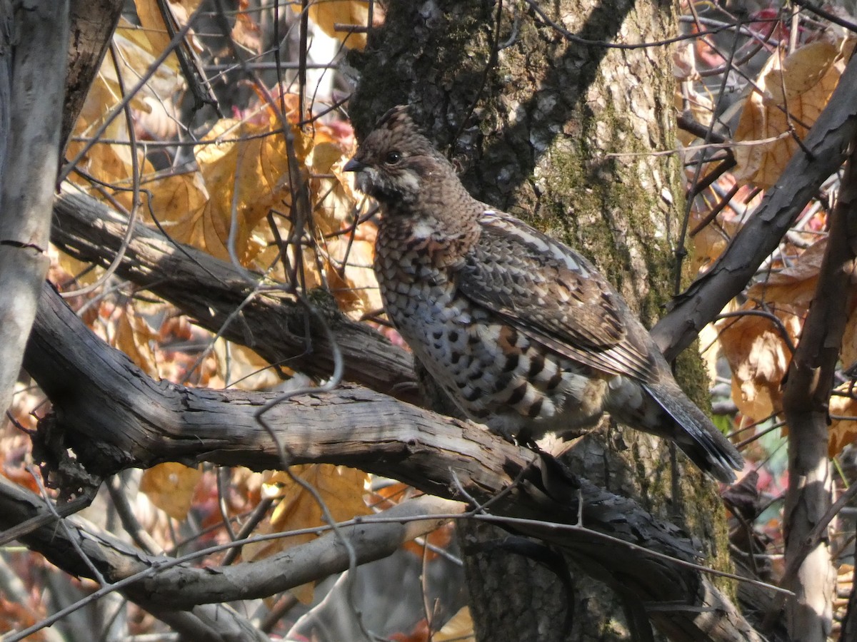 Hazel Grouse - ML644740748