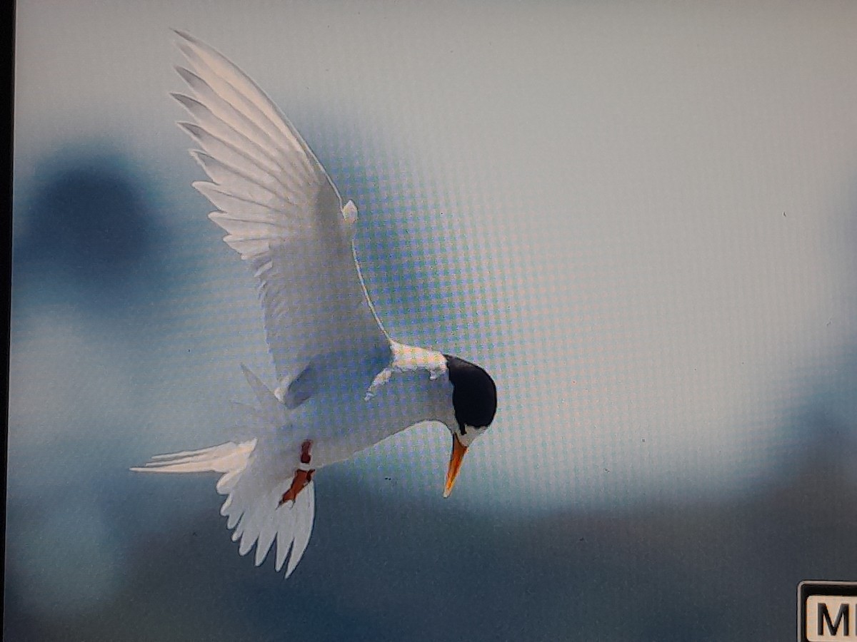 Australian Fairy Tern - ML644740770