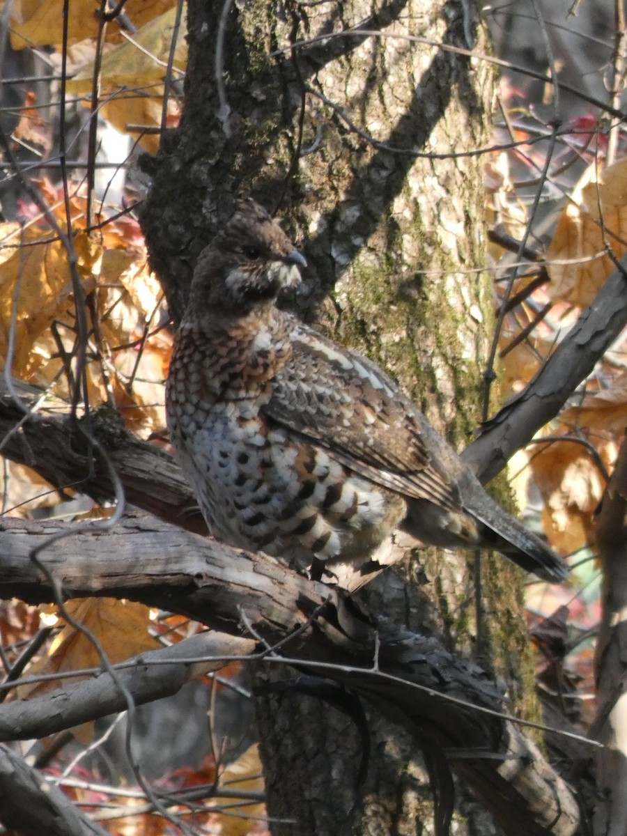 Hazel Grouse - ML644740772