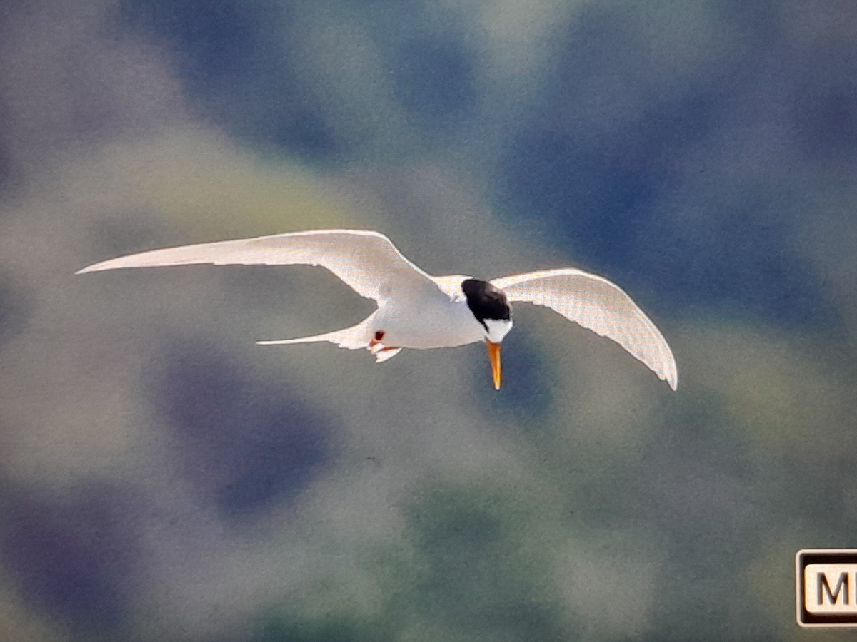 Australian Fairy Tern - ML644740773