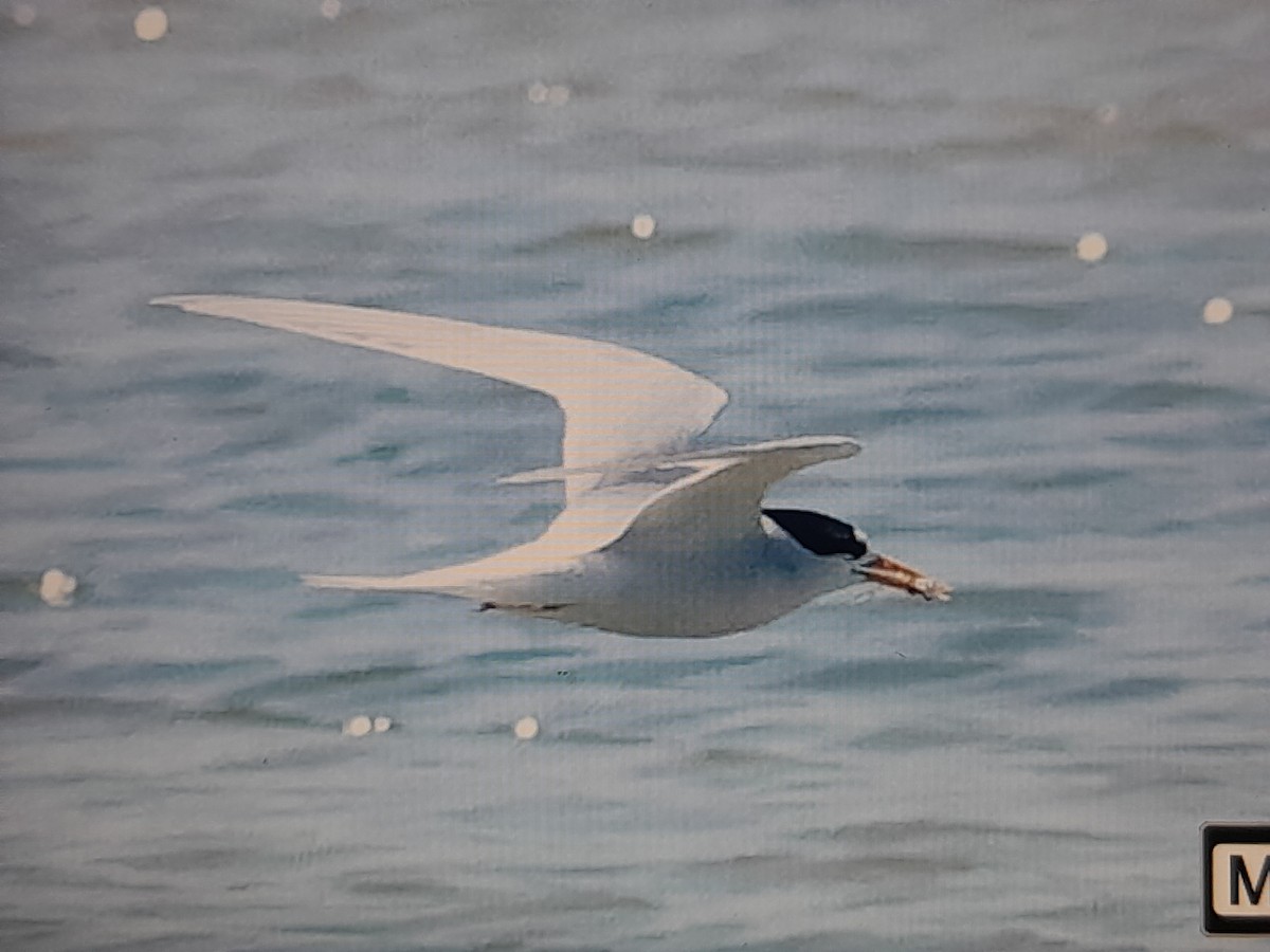 Australian Fairy Tern - ML644740778