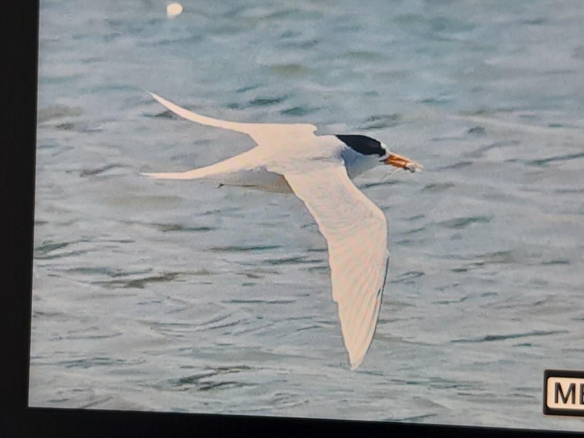 Australian Fairy Tern - ML644740790
