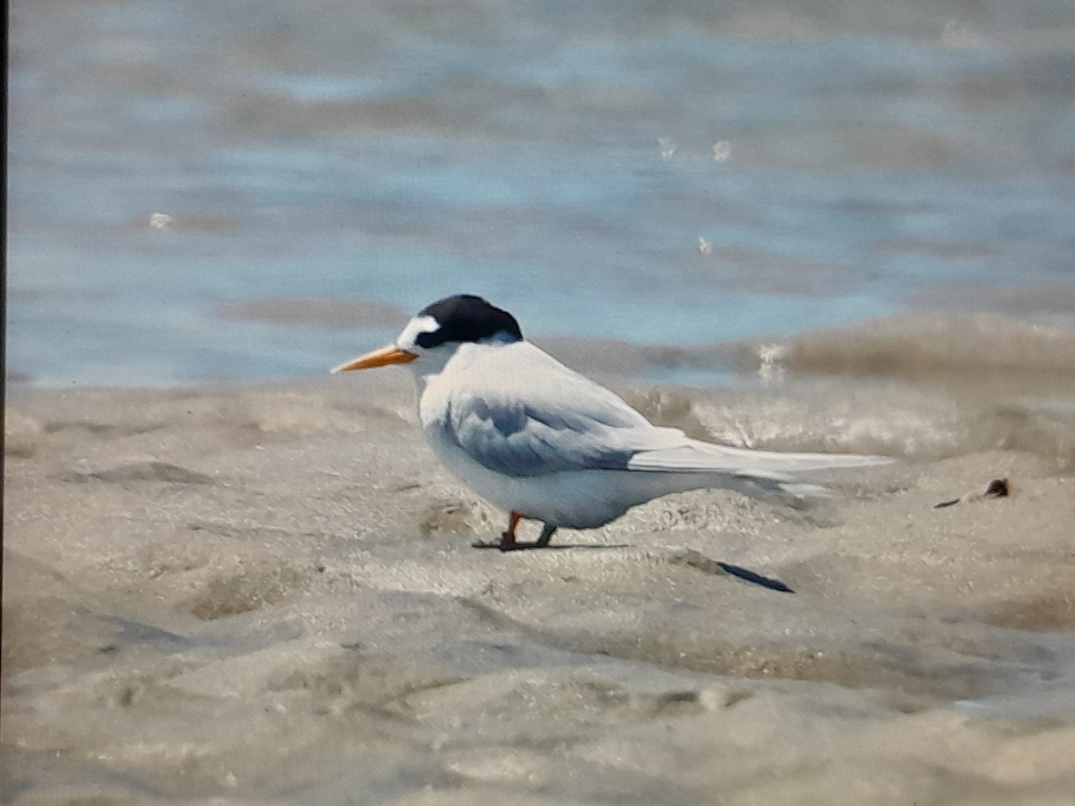 Australian Fairy Tern - ML644740793
