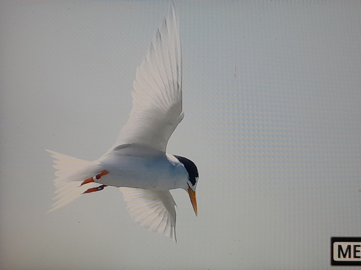 Australian Fairy Tern - ML644740798