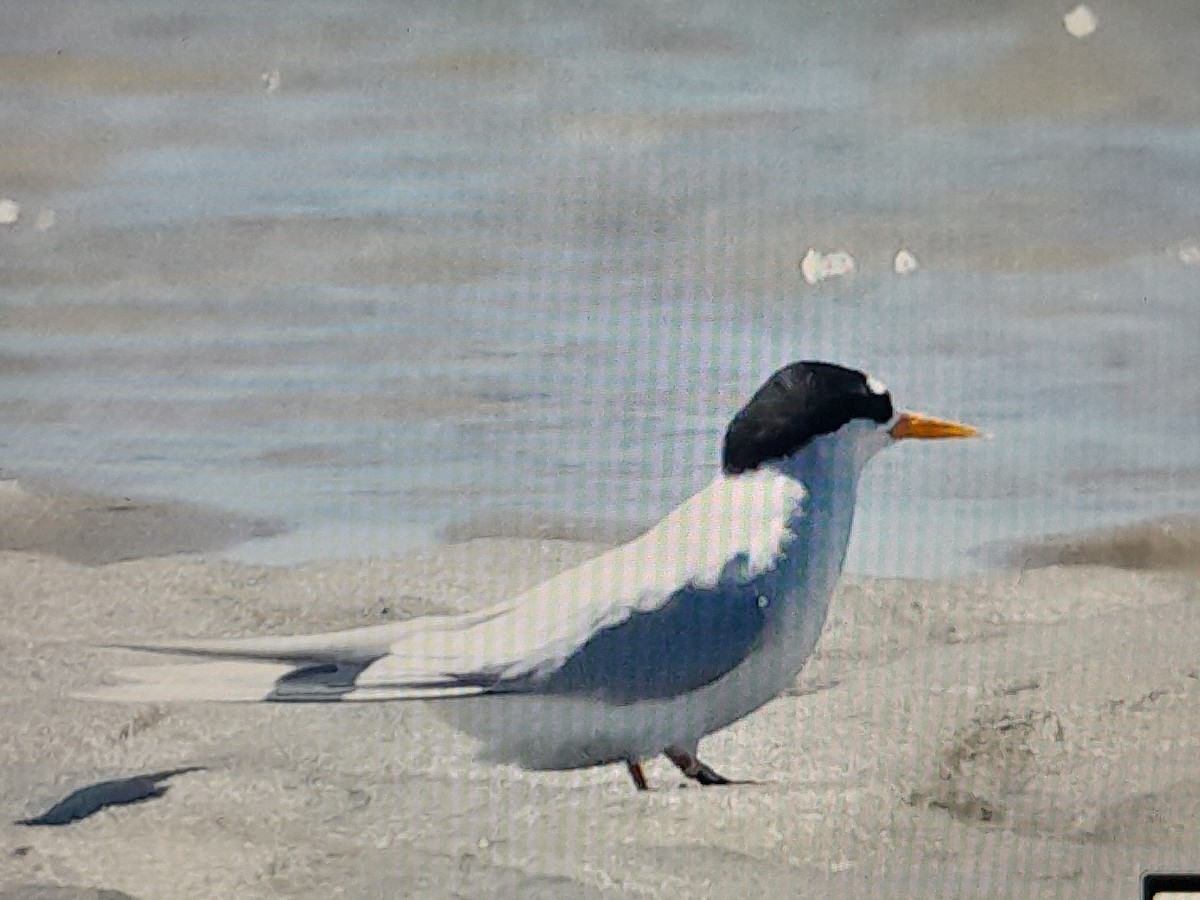 Australian Fairy Tern - ML644740800