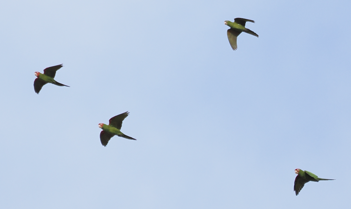 Red-masked Parakeet - ML644740811