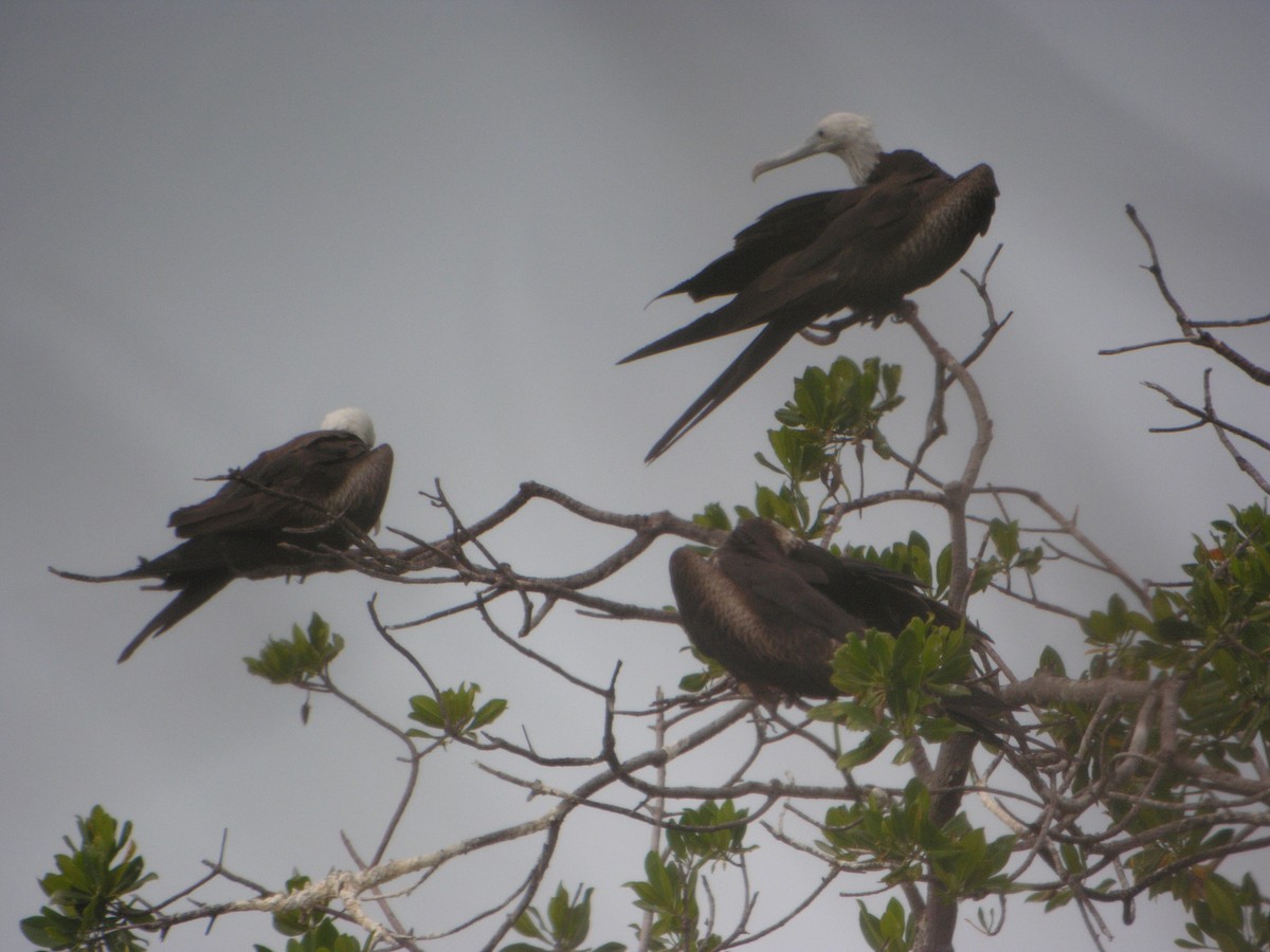 praktfregattfugl - ML644740812