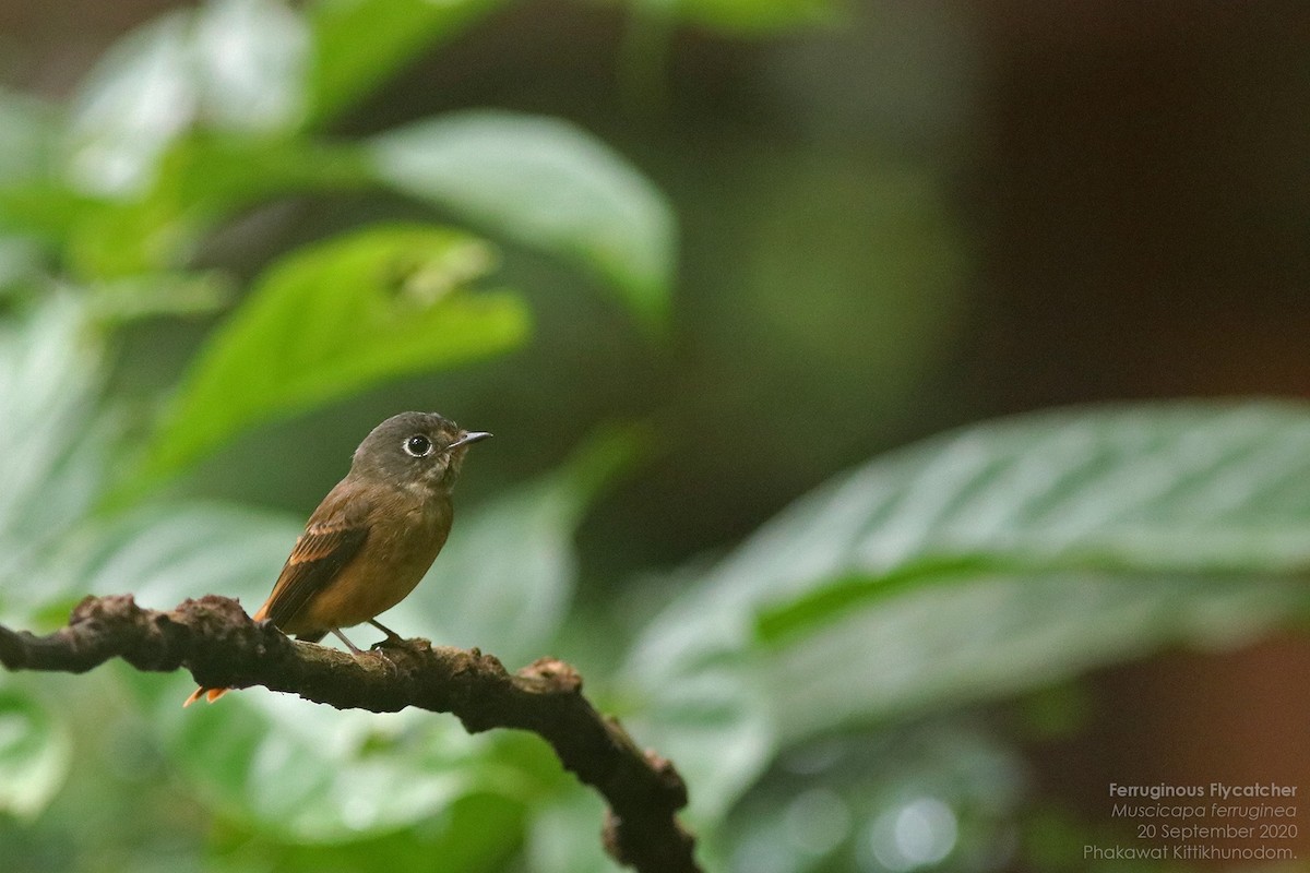 Ferruginous Flycatcher - ML644740817