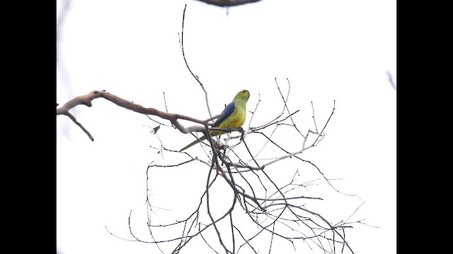 Blue-winged Parrot - ML644740826