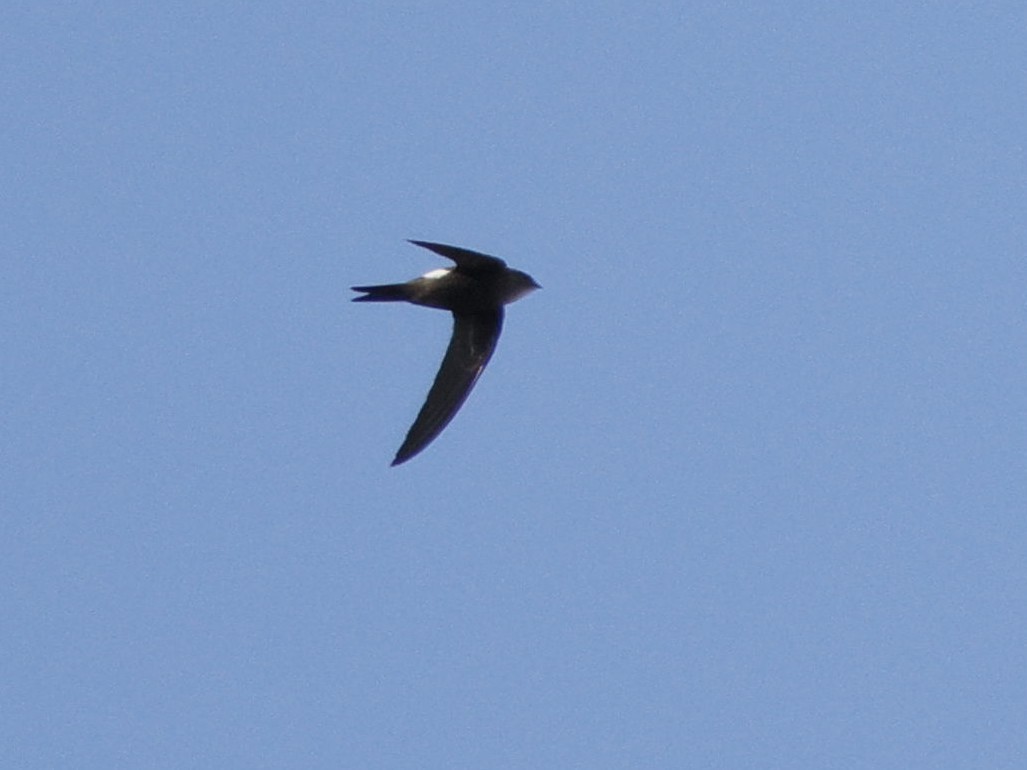 Pacific Swift - ML644740829