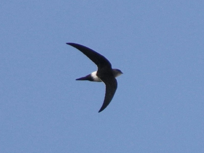 Pacific Swift - ML644740830