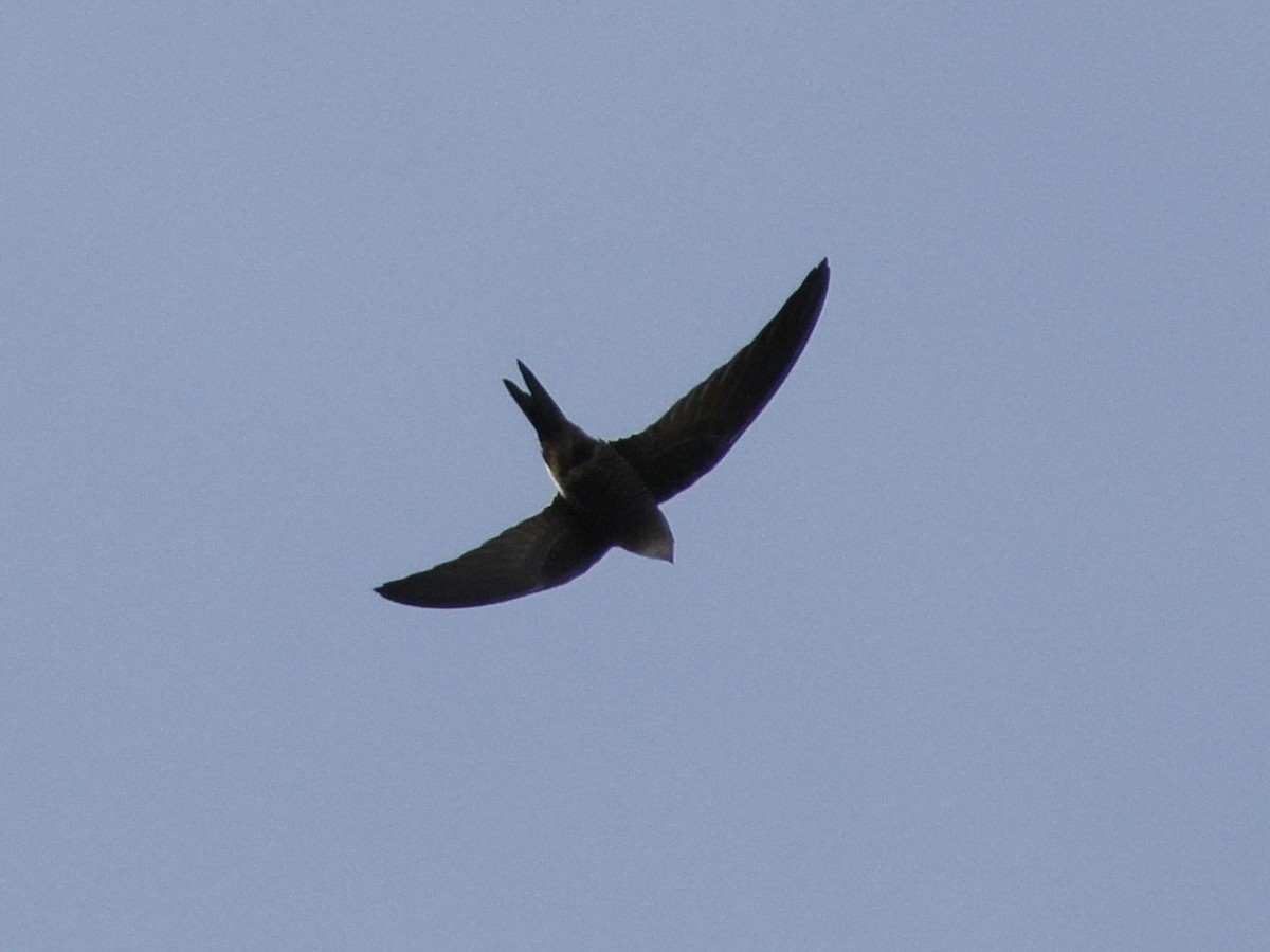 Pacific Swift - ML644740832