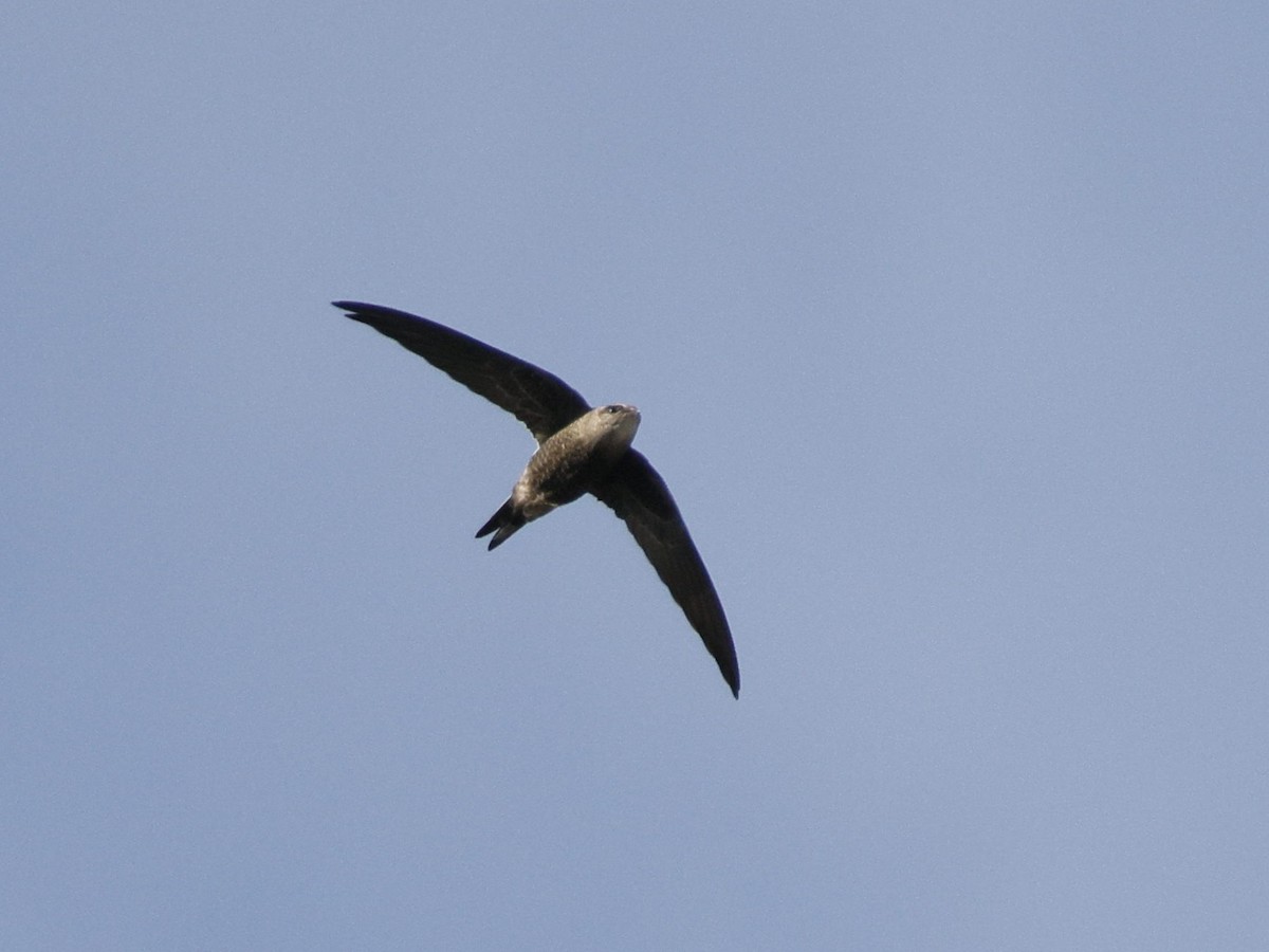 Pacific Swift - ML644740833