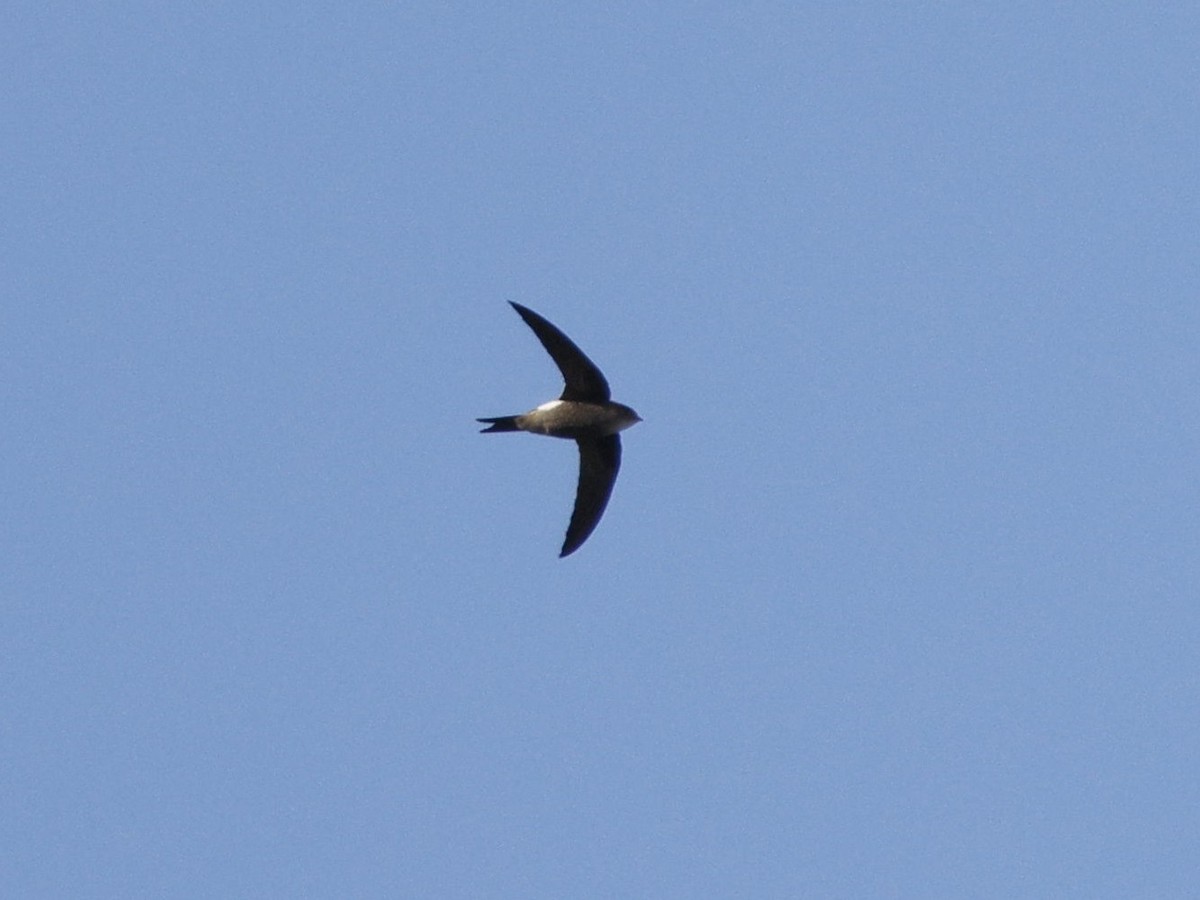 Pacific Swift - ML644740834