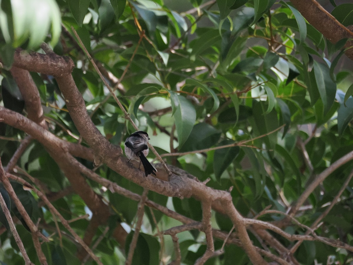 Long-tailed Tit - ML644740837