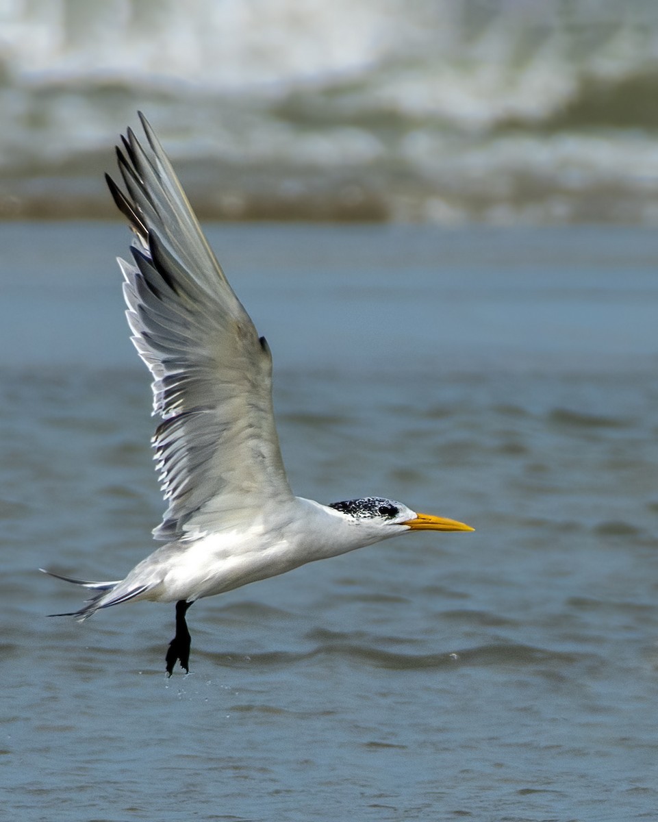 Great Crested Tern - ML644740841