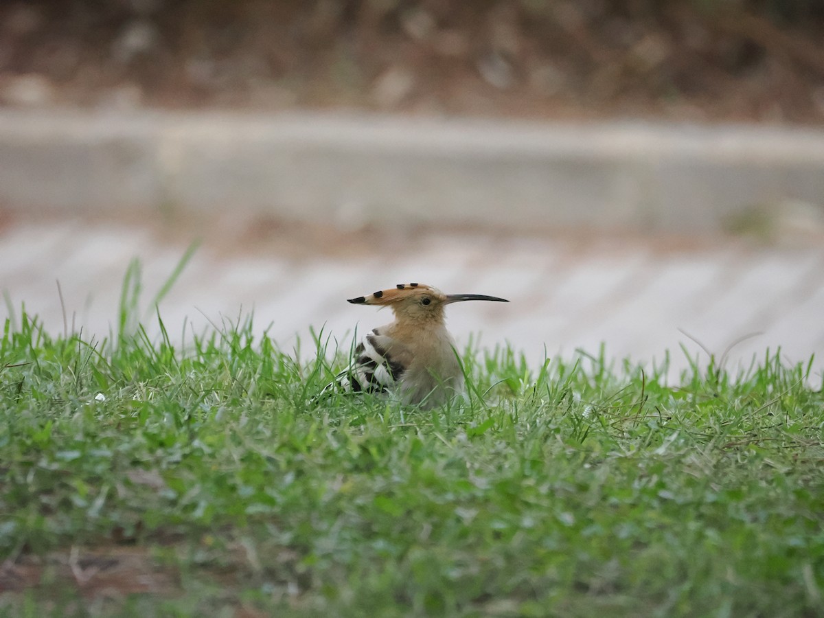 Common Hoopoe - ML644740842