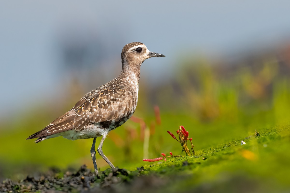 American Golden-Plover - ML644740846