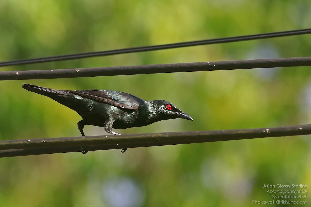 Asian Glossy Starling - ML644740861