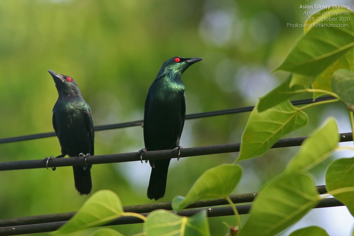 Asian Glossy Starling - ML644740862