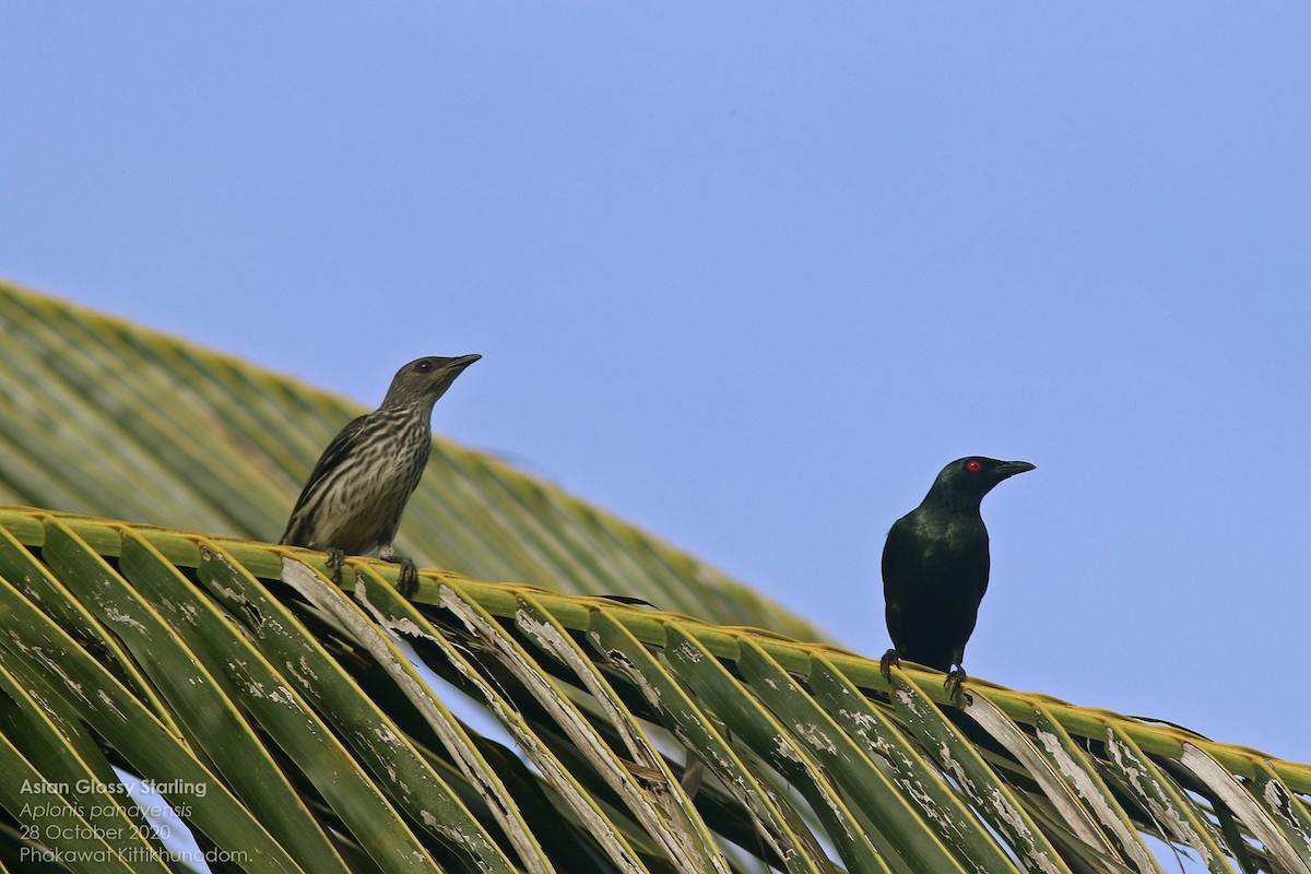 Asian Glossy Starling - ML644740863