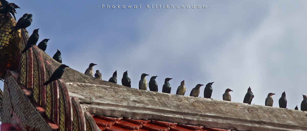 Asian Glossy Starling - ML644740864