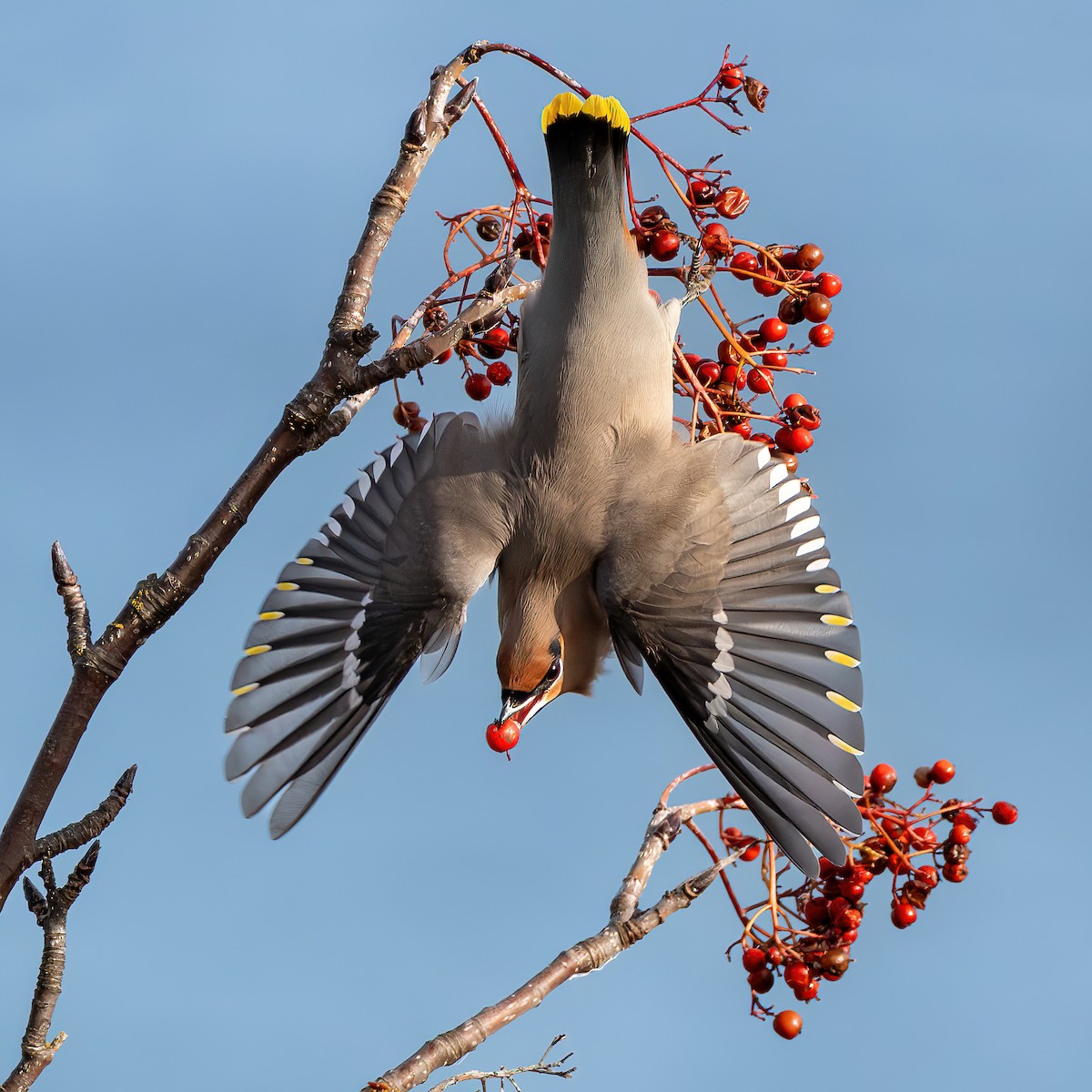 Seidenschwanz - ML644740873