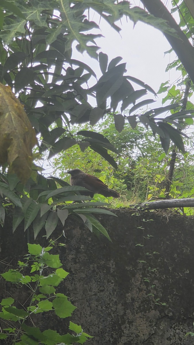 Andaman Coucal - ML644740874