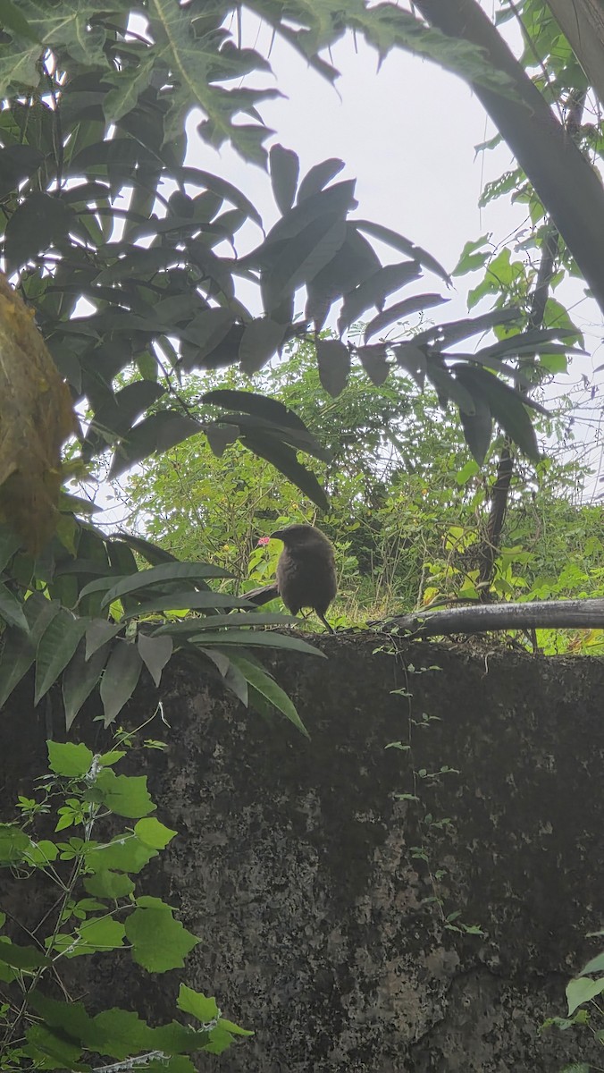 Andaman Coucal - ML644740875