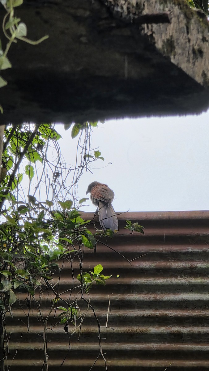 Andaman Coucal - ML644740876
