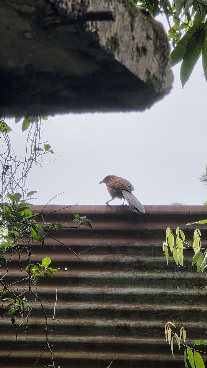 Andaman Coucal - ML644740877