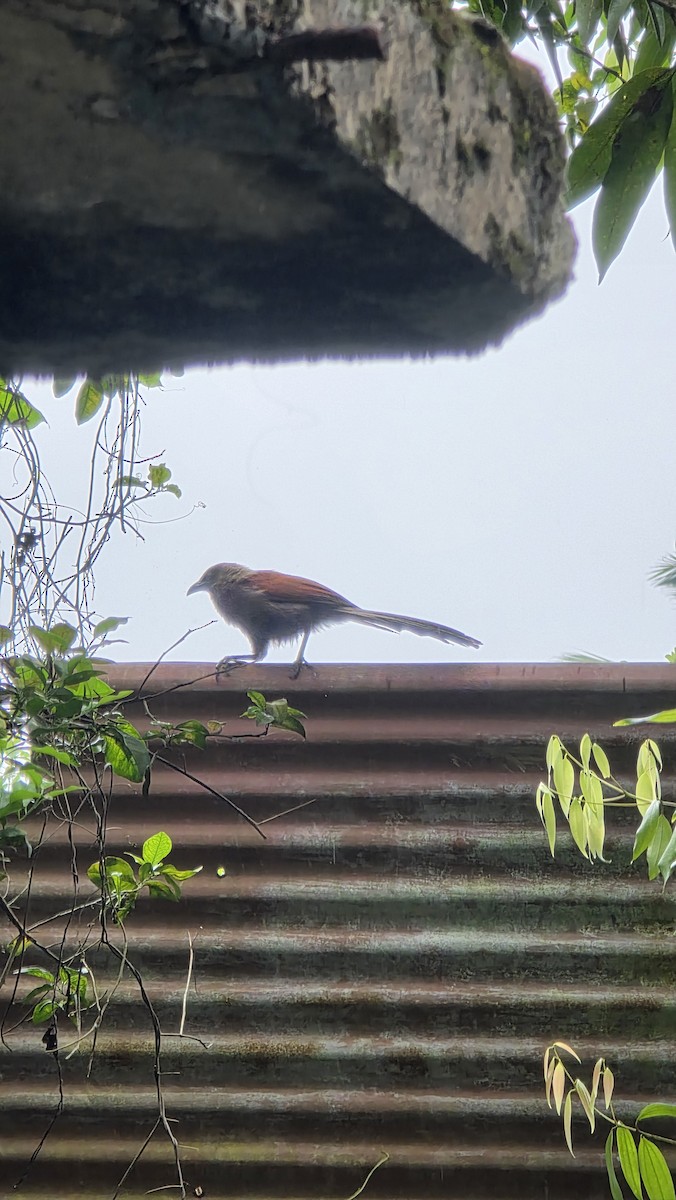 Andaman Coucal - ML644740878