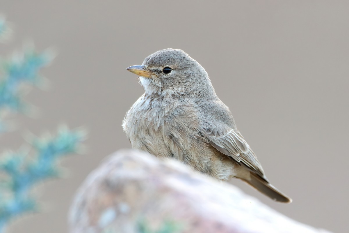 Desert Lark - ML644740879