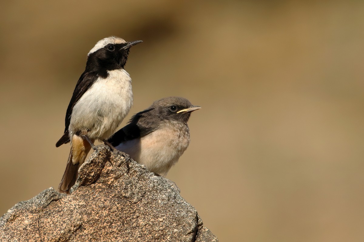 Arabian Wheatear - ML644740884