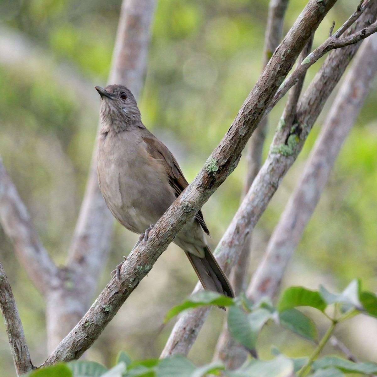 Pale-breasted Thrush - ML644740898