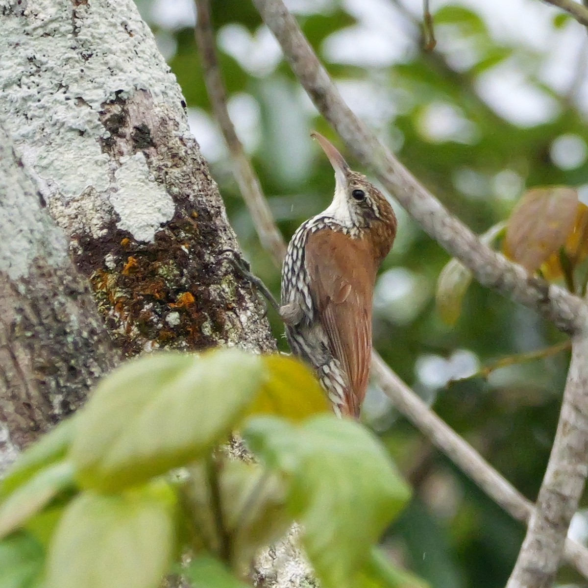 ウロコオニキバシリ（squamatus） - ML644740907
