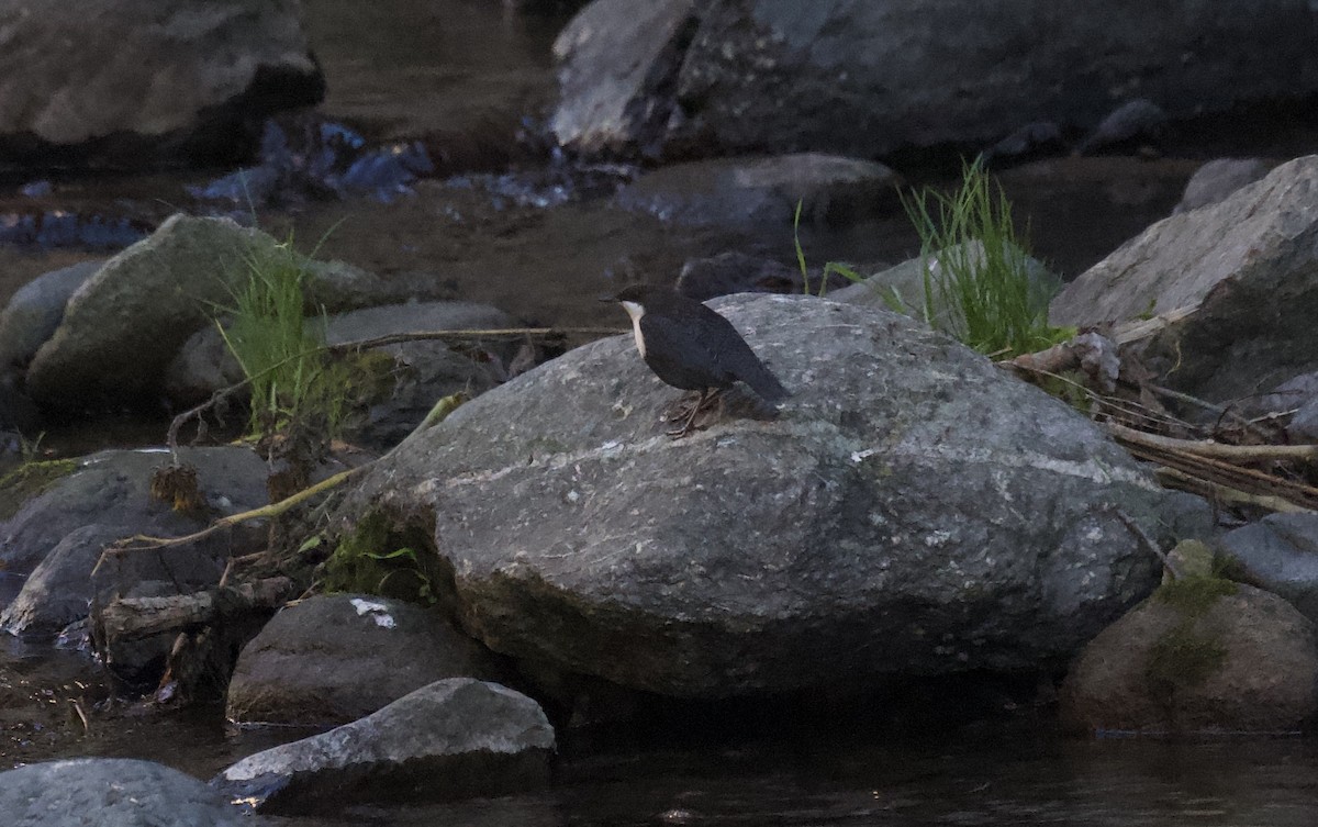 White-throated Dipper - ML644740928