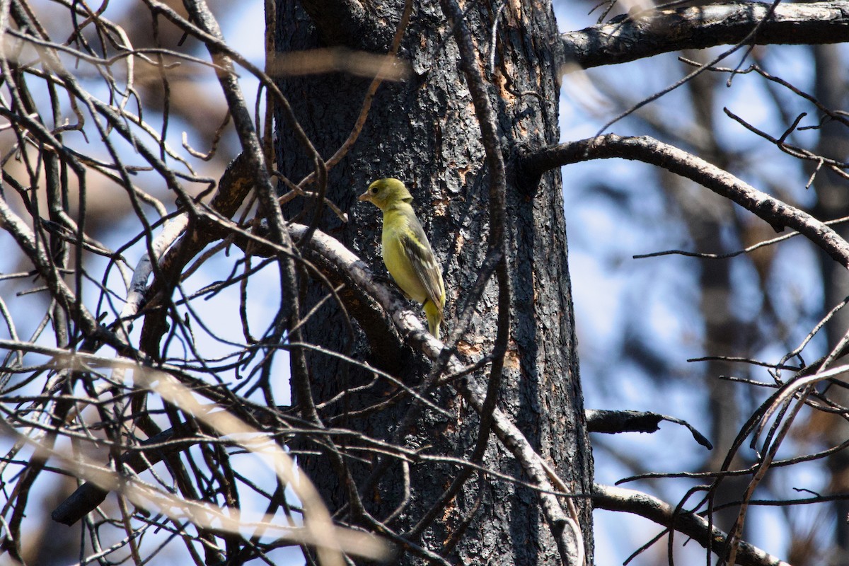Western Tanager - ML644740934