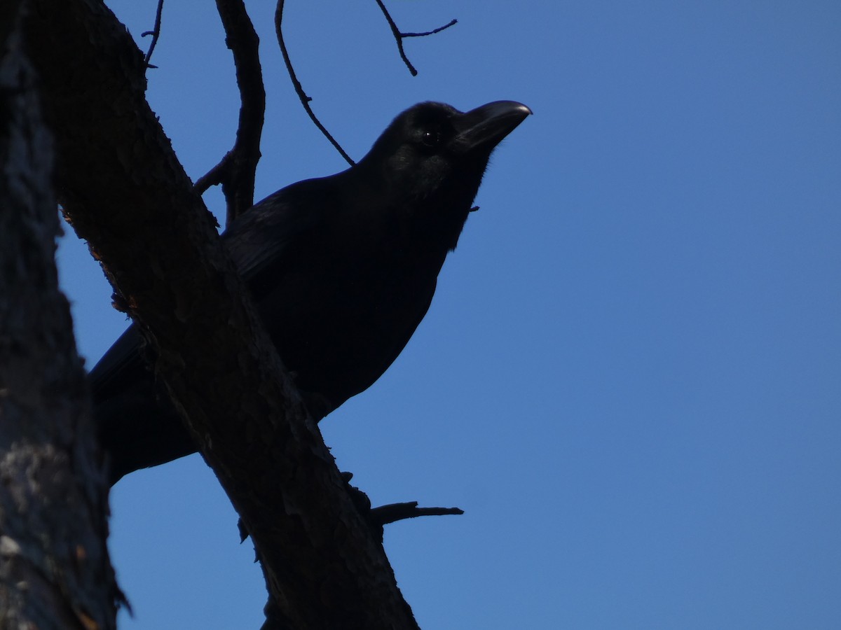 Large-billed Crow - ML644740935